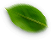 leaf leaf